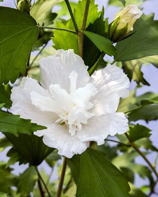 #ad White Pillar® Hibiscus 4quot; pot Rose of Sharon Proven Winners $16.99