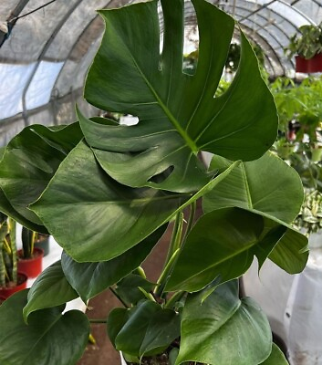 #ad Monstera Deliciosa Swiss Cheese Live Plant Evergreen Table Plant in 3quot; POT $11.99