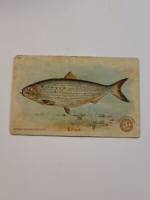 #ad Vintage Antique Arm amp; Hammer Shad #10 1900 Fish Card Church amp; Co New York  $9.95