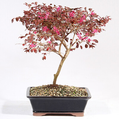 #ad Loropetalum Bonsai Chinensis Fringe Flower Live Tree Outdoor Purple 13quot;H 9 y.o. $199.95