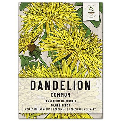 #ad 10000 Common Dandelion Herb Seeds for Planting Taraxacum officinale N... $13.62