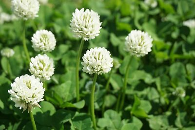 #ad Dutch White Clover Seeds to Plant $18.98
