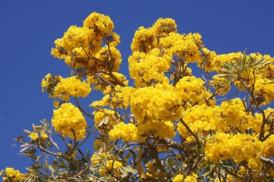 #ad TABEBUIA AUREA exotic yellow trumpet golden tree ornamental gold Flower 50 seeds $9.99