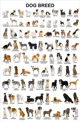 #ad Dog Breed Animal Wall Art Poster Canvas Print 36x24 Painting $48.88