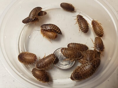 #ad Dubia Roaches Small Medium Large Live Reptile Feeders 25 1000 $277.99