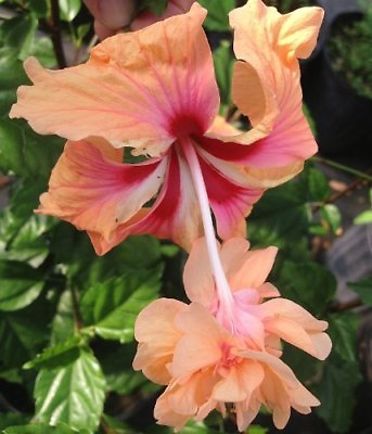 #ad PEACH ORANGE Lions Tail Tropical Hibiscus Plant Rare Unusual Pom Pom Flower $30.99