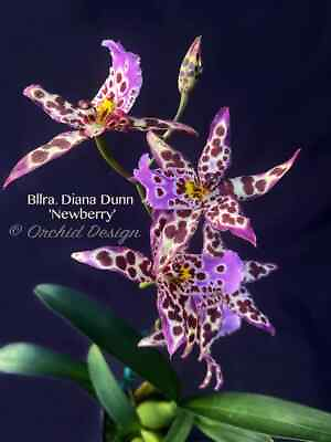 #ad Bllra Diana Dunn #x27;Newberry#x27; orchid plant $16.50