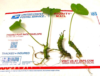 #ad SALE Japanese wasabi plants for growing 3 plantlets color tags included $29.99
