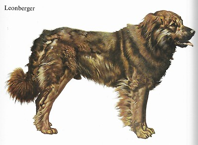 #ad Leonberger CUSTOM MATTED 1988 Vintage Dog Art Print Cozzaglio $15.00