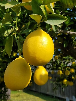 #ad Grafted MEYER Lemon Citrus Tree 26 30” Citrapot Ship UPS Overnight $79.00