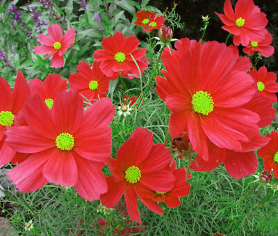 #ad Cosmos Dazzler Seeds 100 Ct Red Flower USA SELLER FREE SHIPPING ANNUAL Butterfly $2.14