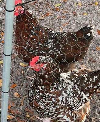 #ad 12 Speckled Sussex Hatching Eggs Beautiful and Friendly Breed $39.99