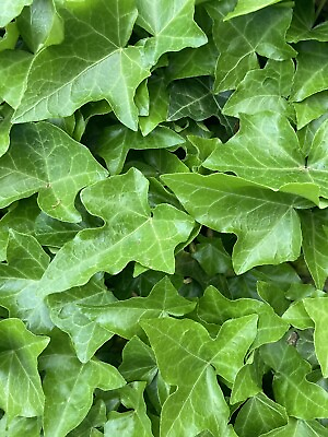 #ad 25 English Ivy plants with roots $15.99
