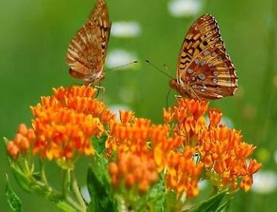 #ad BUTTERFLY WEED 25 FRESH SEEDS FREE USA SHIPPING MILKWEED ASCLEPIAS TUBEROSA $1.49