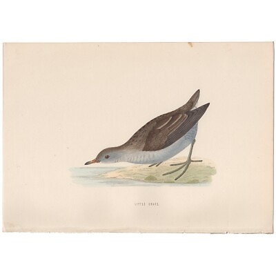 #ad #ad Morris Birds antique 1870 hand colored engraving print 249 Little Crake $14.00
