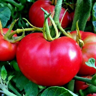 #ad 51Bradley BUSH TOMATO Seeds Organic Compact 36quot;Tall Vegetable Garden Container $3.25