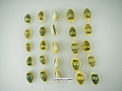 #ad Money Cowrie Cowry Seashells Monetaria moneta Shellcraft 25 Shells id4458 $3.99