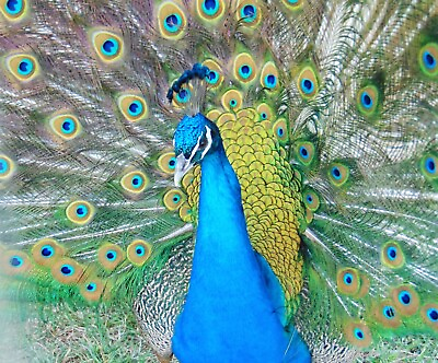 #ad Peacock Peafowl Hatching Eggs India Blue Purebred Guaranteed Fertile Ship Now $40.00