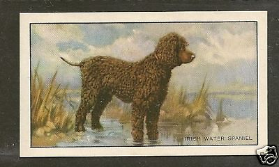 #ad 1936 UK Dog Art Full Body Gallaher Series A Cigarette Card IRISH WATER SPANIEL $2.99