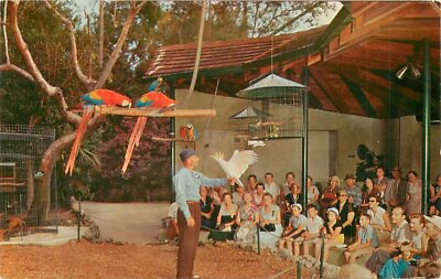 #ad Miami Florida 1950s Parrott Bowl US Color Print Postcard 21 14002 $9.09