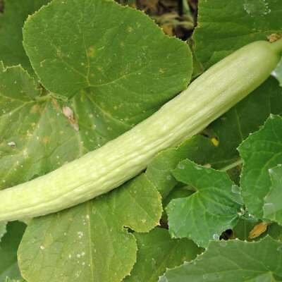 #ad Pale Armenian Cucumber Seeds 50 Long Snake Serpent Vegetable USA FREE SHIPPING $2.14