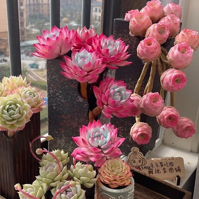 #ad 100pcs Mixed Colorful Succulents Witchford Lithops Seeds Garden plant $7.95