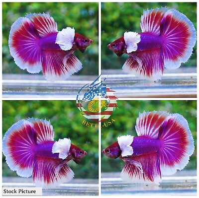 #ad Live Betta Fish High Quality Halfmoon HM Male Lavender Dumbo $23.75