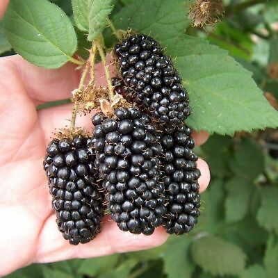 #ad 100 Pc Giant Thornless Blackberry Seeds Fruit Vegetable Seed Home Garden Plant $5.25