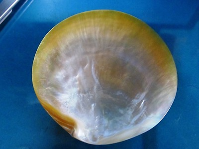 #ad MOTHER OF PEARL shell quot;MOP PLATE GOLD LIP 4 inchesquot; $2.90