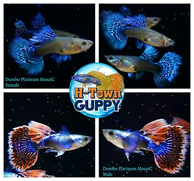 #ad 1 TRIO Live Aquarium Guppy Fish High Quality Dumbo Platinum Mosaic $35.95