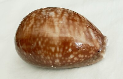 #ad Cowry Cowrie Shell 95 mm Key West Florida $16.99