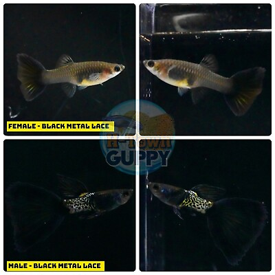 #ad 5 PAIR Live Aquarium Guppy Fish High Quality BLACK METAL LACE $120.85
