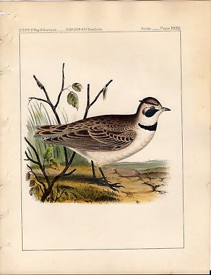 #ad #ad 1859 Antique Print: Skylark. USPRR Exp amp; Surveys Birds XXXII $18.00