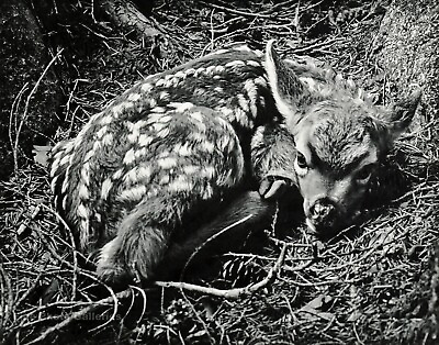#ad 1959 Vintage CEDRIC WRIGHT Newborn Fawn Wild Deer Animal Photo Gravure Art 12x16 $137.28