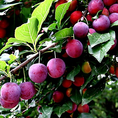 #ad AMERICAN PLUM TREE SEEDS Prunus americana Fast Fruit Flower Plant Hardy Zone 3 $7.95