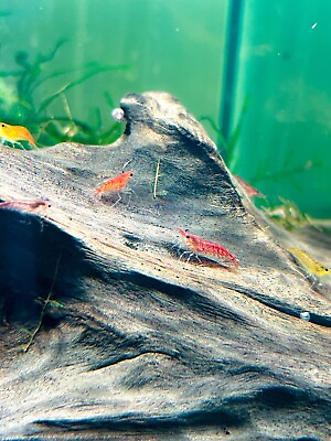 #ad 204 Red Cherry Shrimp Culls Freshwater Neocaridina Shrimp. Live $32.00
