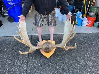 #ad Moose Antlers Mounted 28Lbs 41x27 $350.00