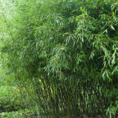 #ad #ad 50 Bissetii Bamboo Seeds Privacy Climbing Garden Seed 375 US SELLER $6.49