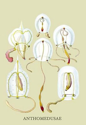 #ad Jellyfish: Anthomedusae by Ernst Haeckel Art Print $196.99