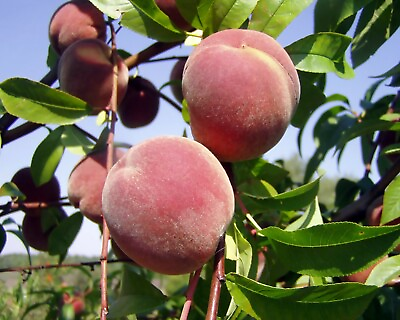 #ad Nemaguard Peach Prunus persica nemaguard Seeds Fast Hardy Edible Showy $4.50