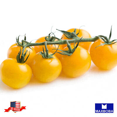 #ad Tomato Seeds Cherry White Heirloom Vegetable Non GMO $8.99