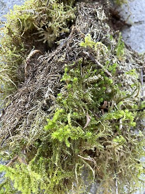 #ad #ad fresh live sphagnum moss 10”x10” Gallon Bag $12.00