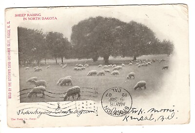 #ad Postcard ND Sheep Grazing Trees 1907 Antique North Dakota $6.90