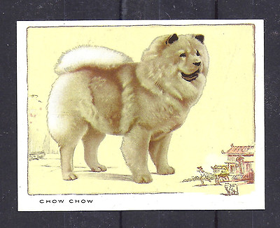 #ad 1934 UK Dog Art Full Body Portrait Gallaher Cigarette Large Trade Card CHOW CHOW $3.99
