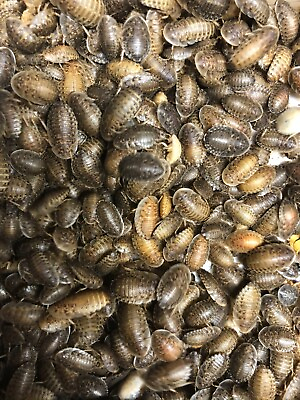 #ad Dubia Roaches Small Medium Large amp; Feeder Males $17.00