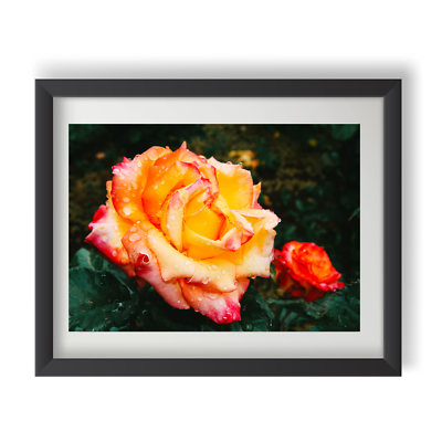 #ad Nature Flower Wall Art Photography Print Earthy 8x10 $16.00