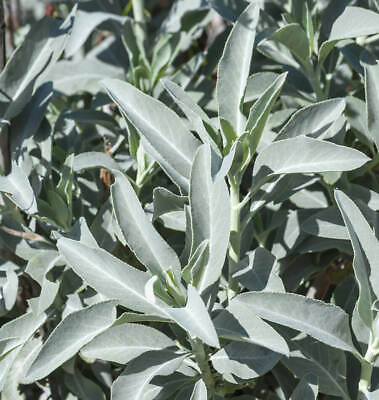 #ad White Sage 20 1500 Seeds ORGANIC Herbs Salvia Apiana Medicinal Rare Perennial $2.99