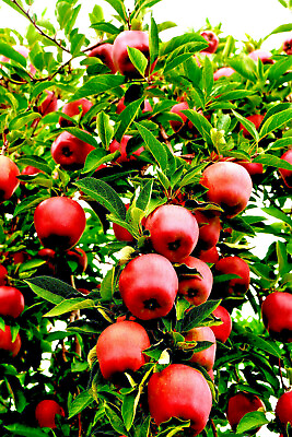 #ad 20 Paradise Apple Seeds Malus Domestica Edible Fruit Tree Free Shipping USA $3.95