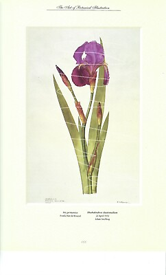 #ad Botanical IRIS GERMANICA Print Purple Flower Art Decor Illustration Floral $8.15
