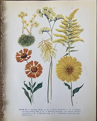 #ad 10 x Vintage Flower Art Botanical Prints Bundle Job Lot GBP 23.57
